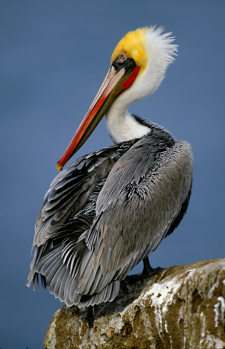 Brown Pelican