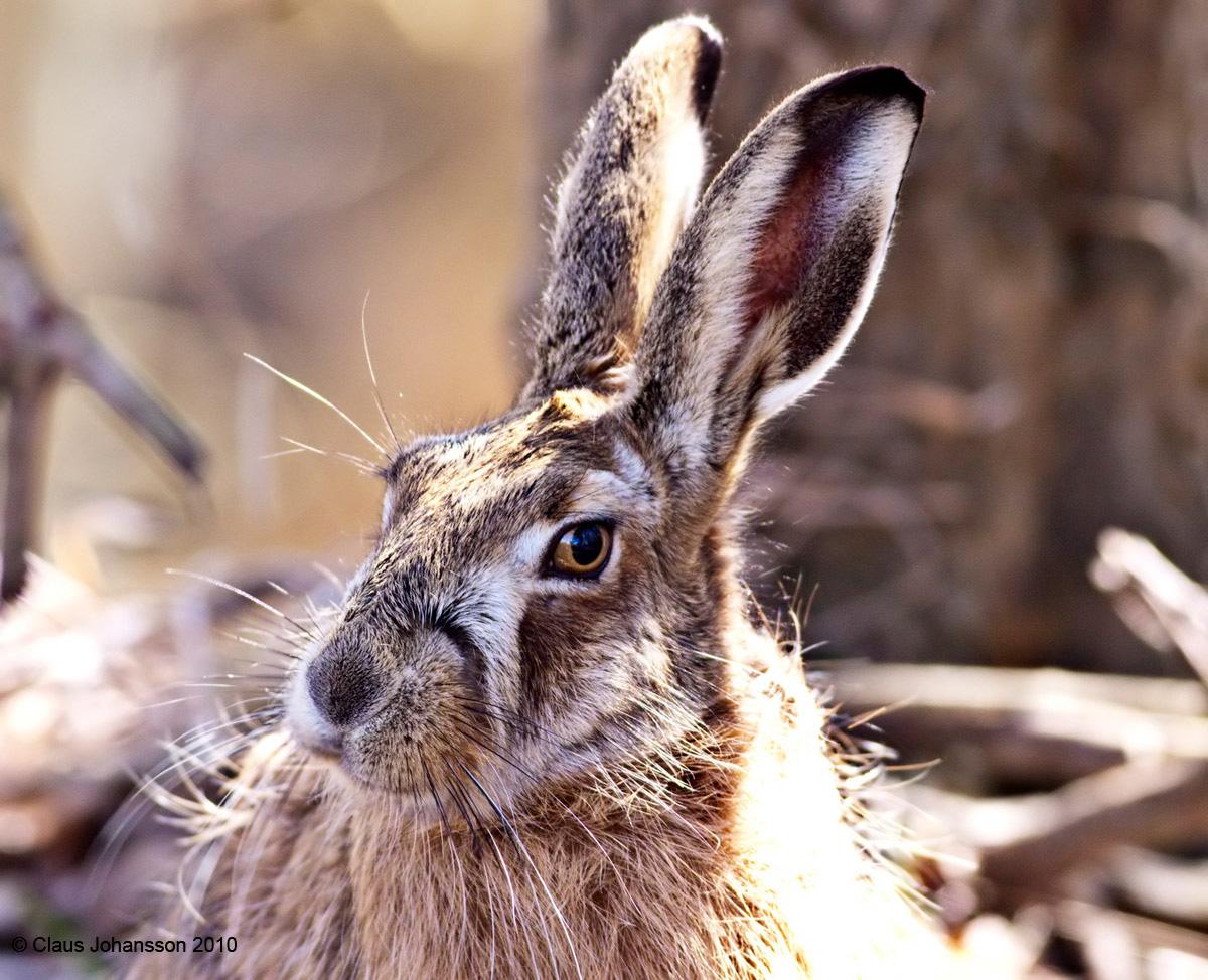Brown hare