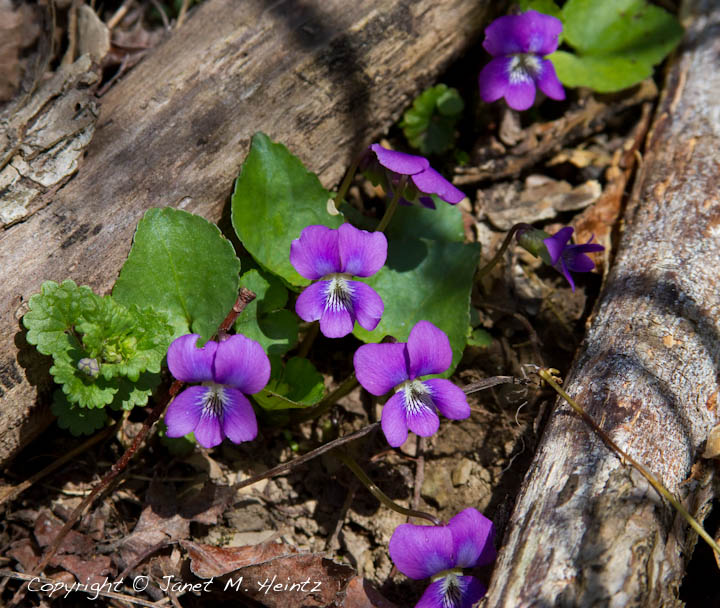 Wild Violet