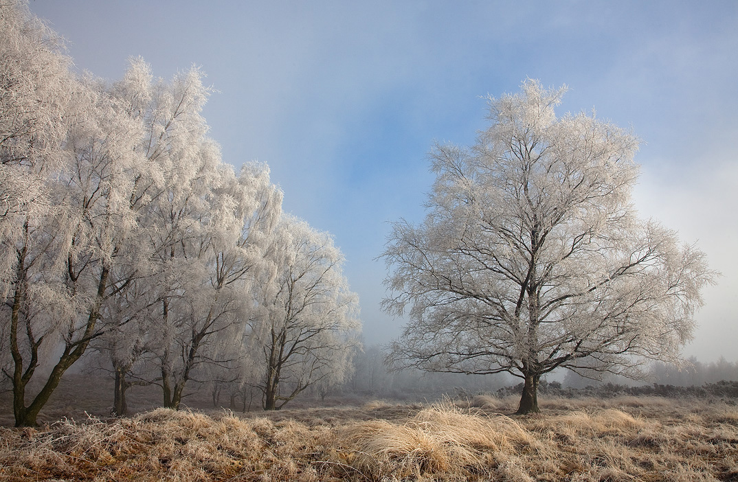 Hoar frost