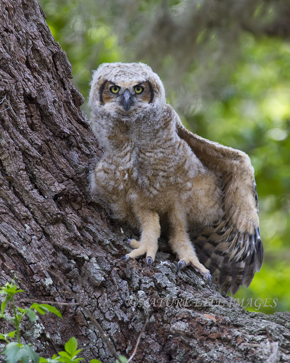 Juvenille Great Horned 