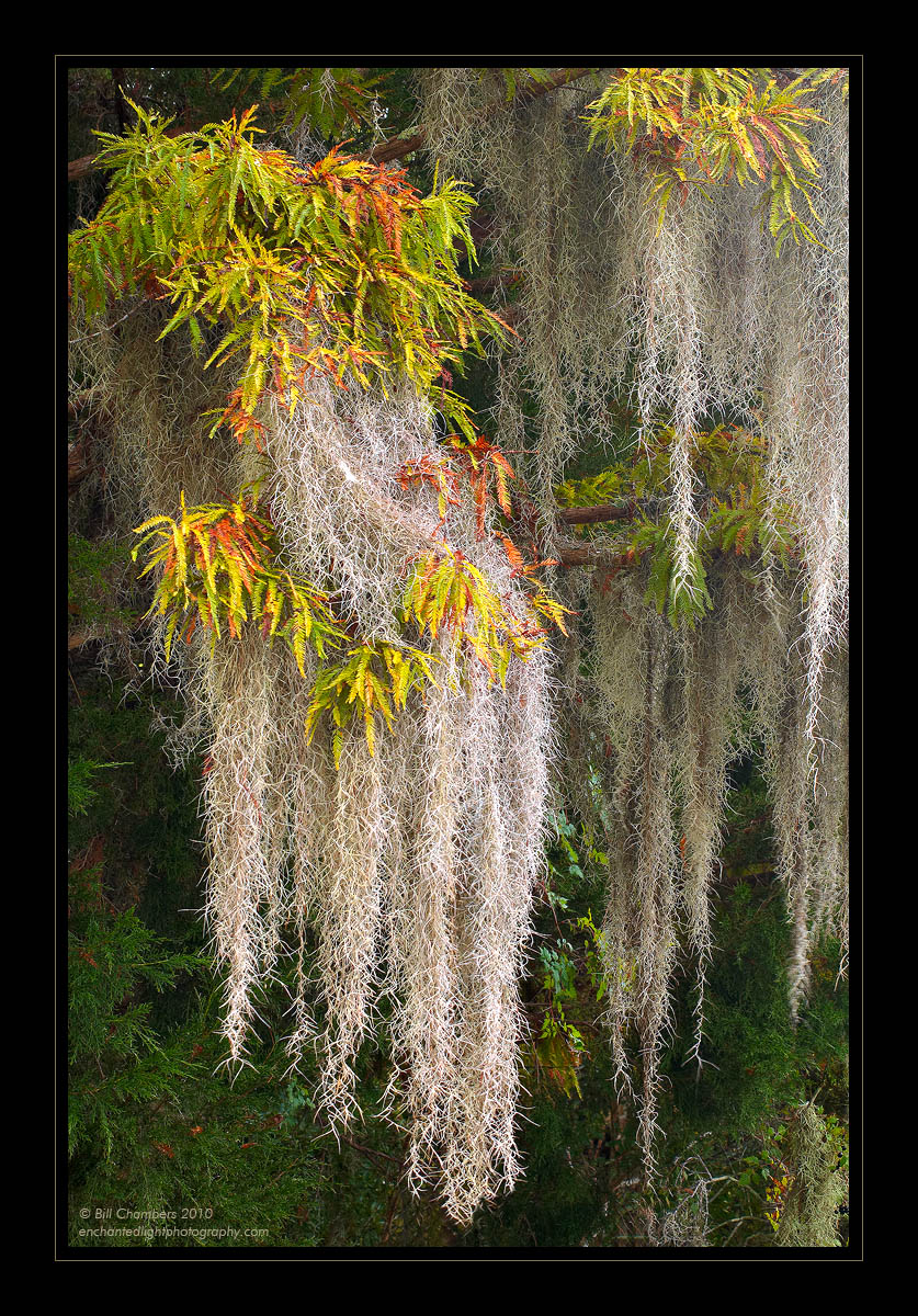 Spanish Moss on Cypress