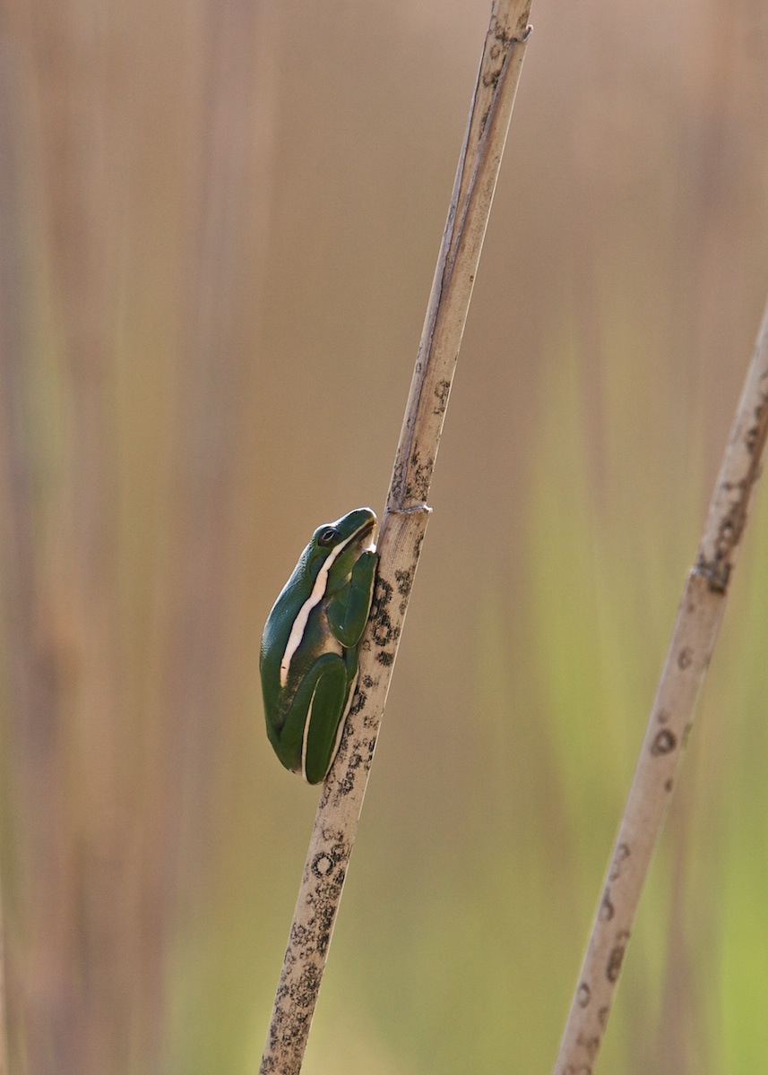Green Tree Frog