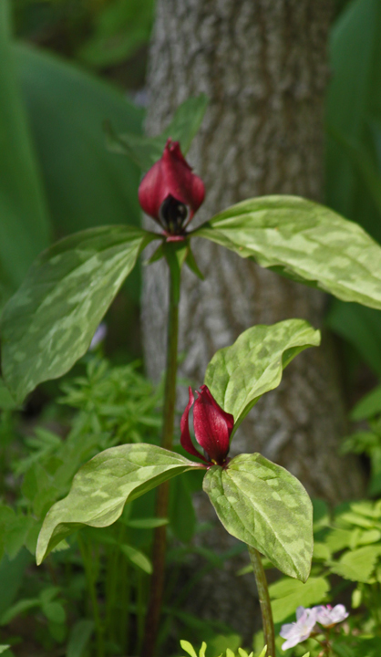 Purple trillium repost