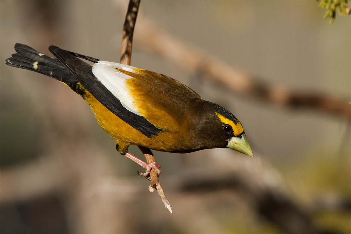 Evening Grosbeak