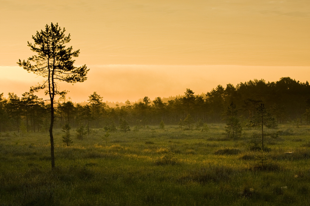 bog sunrise