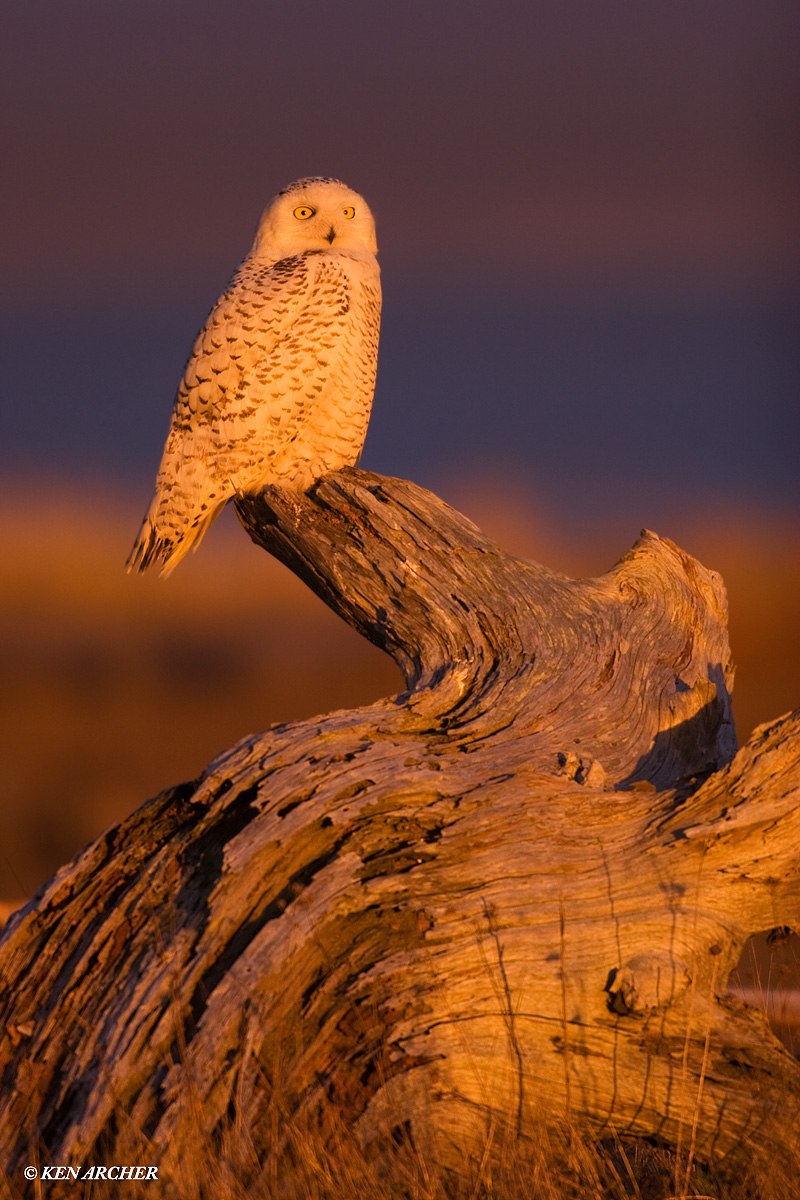 Snowy Owl