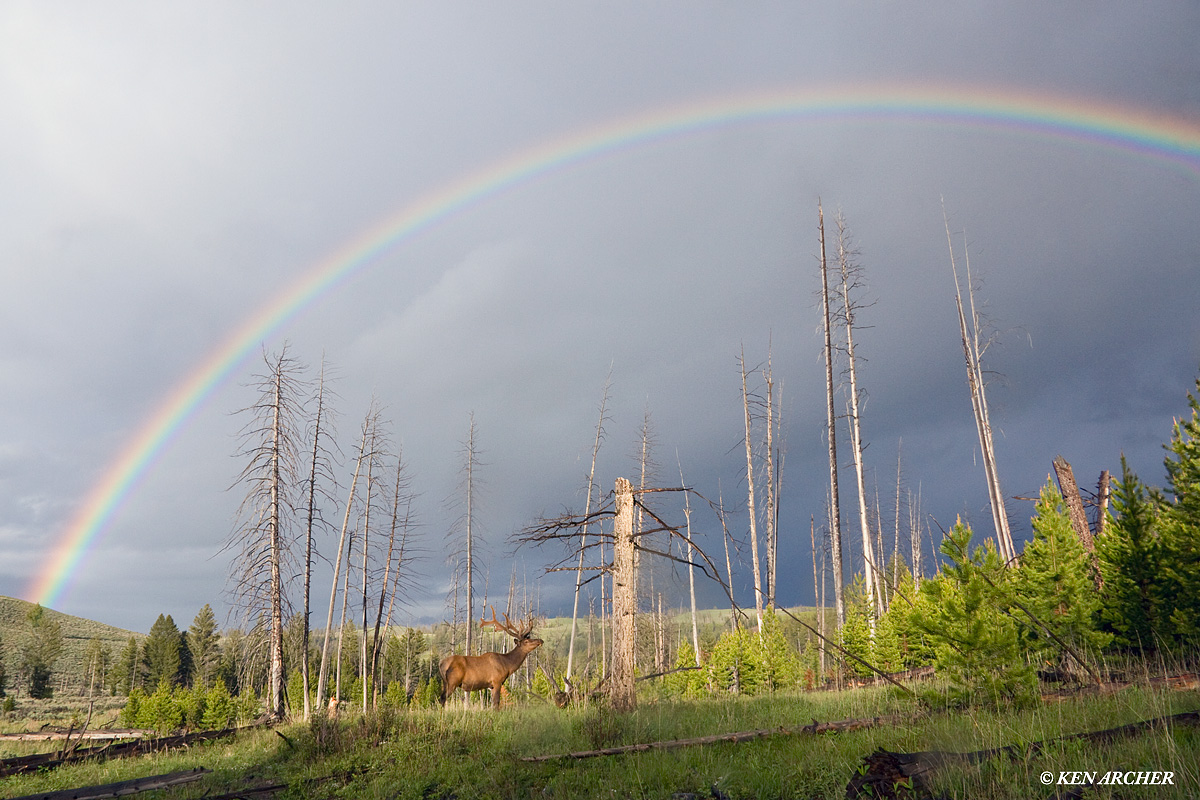 Elk and Rainbow