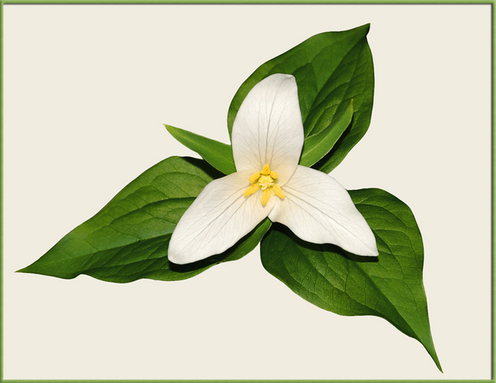 Oregon Trillium