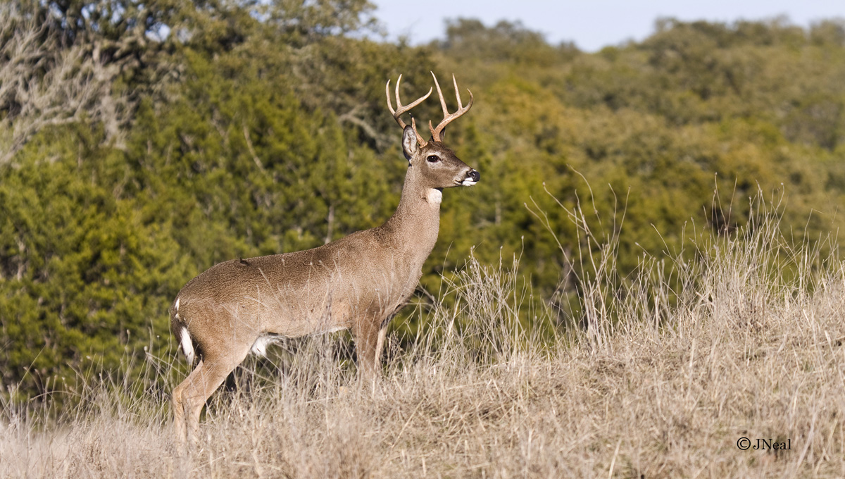 Hillside Whitetail