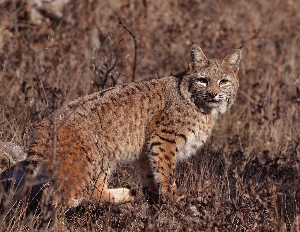 Bobcat