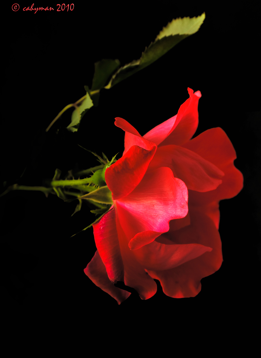 Earth-Kind Rose