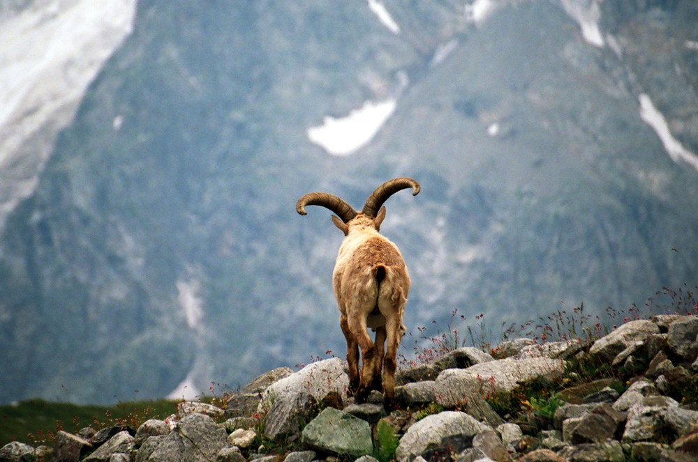 kiss my ibex ....