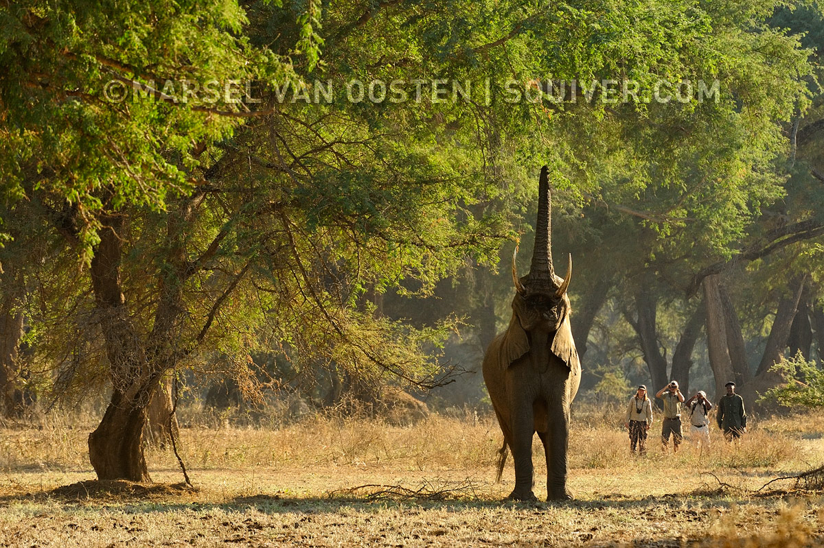 Walking with Giants