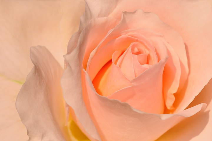 Apricot Fantasy