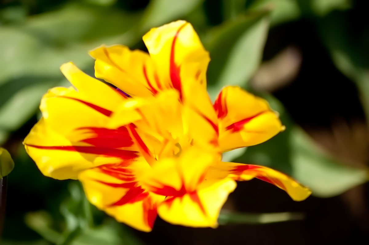 Yellow & Red Tulip