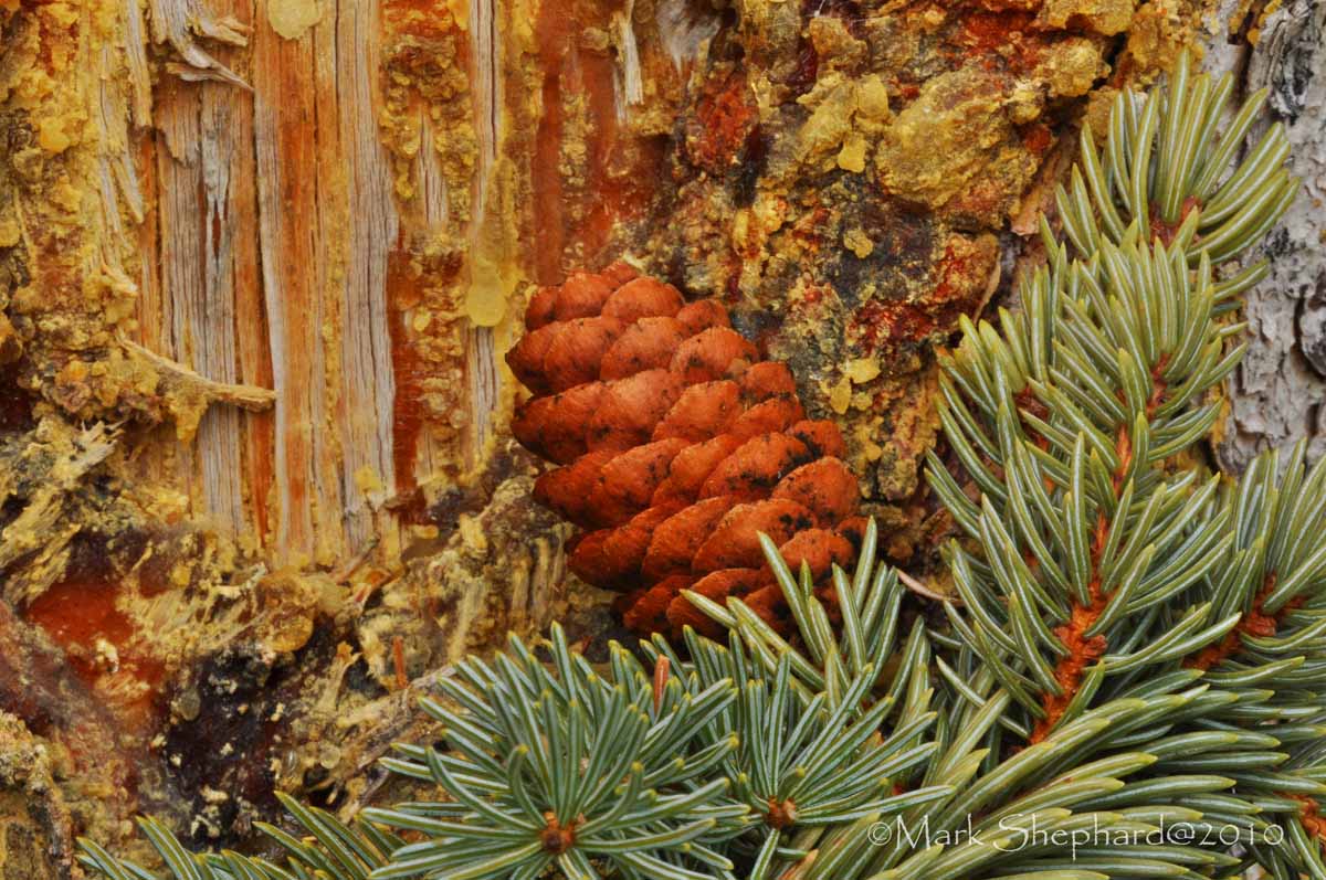 Pine Cone