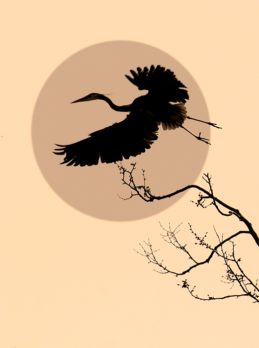 Photo Art