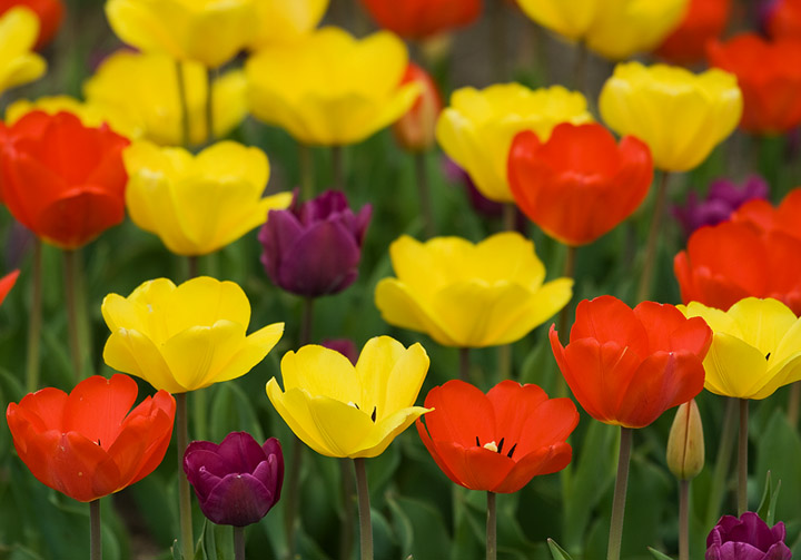 Tulip Time 2