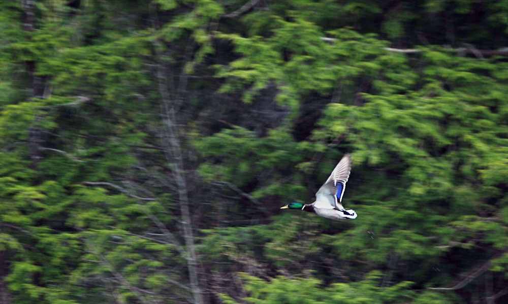 Mallard Missile