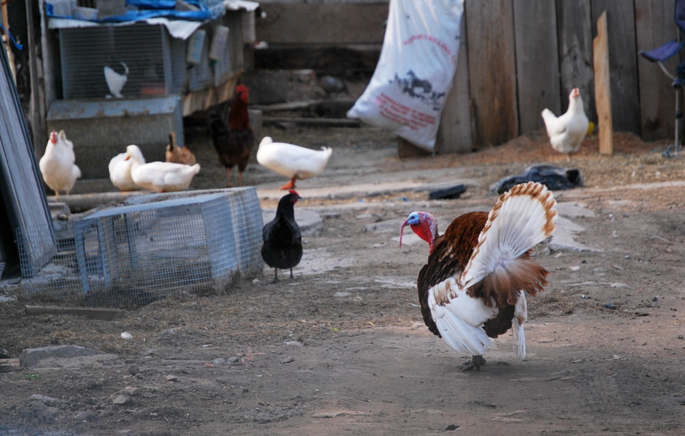 Baron of the Barnyard
