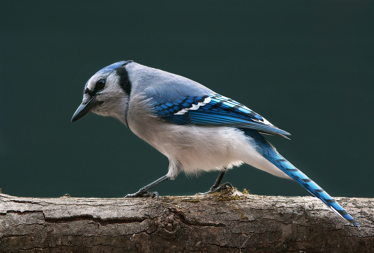 Winter Blue Jay