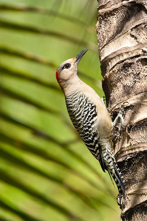 West Indian Woodpecker