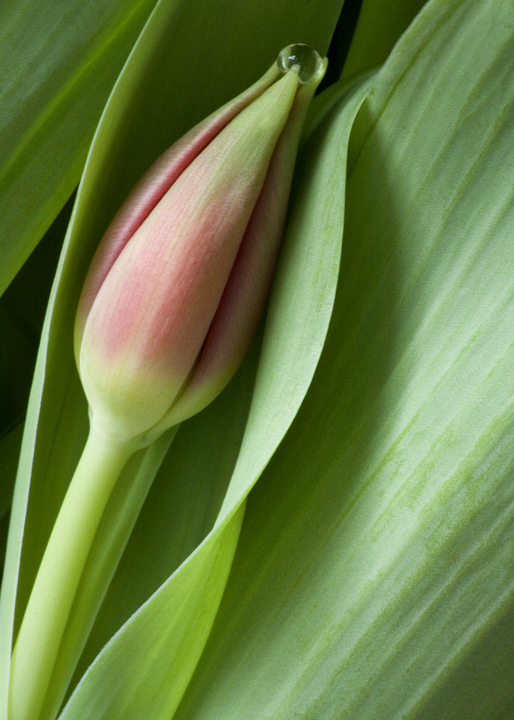 Tulip bud