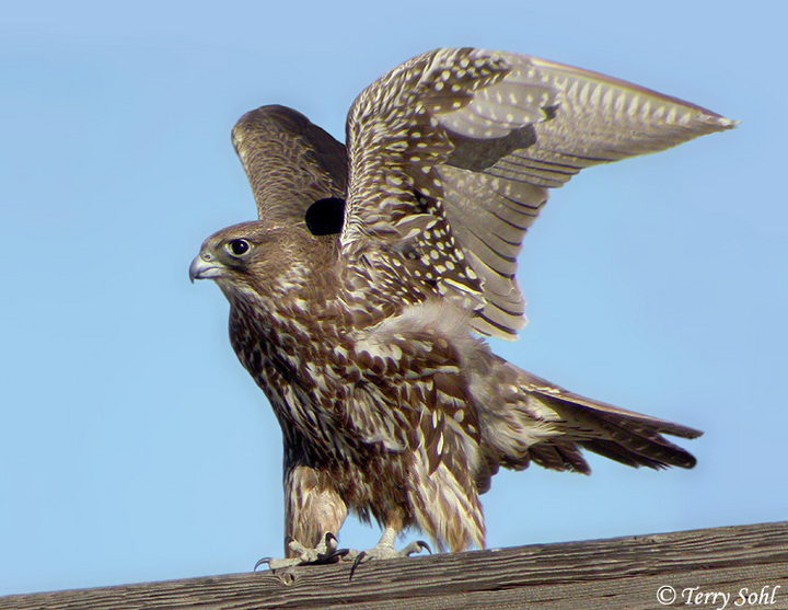 Gyrfalcon