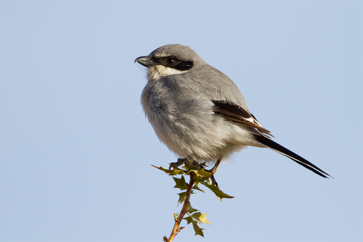 Loggerhead Shrike