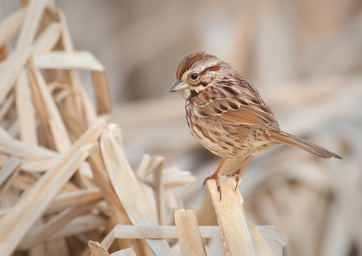 Song Sparrow