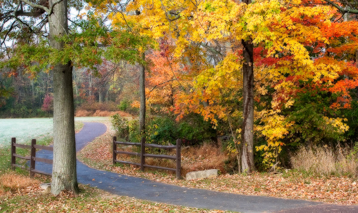 Through the Park
