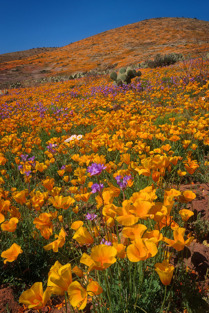 Arizona's Gold