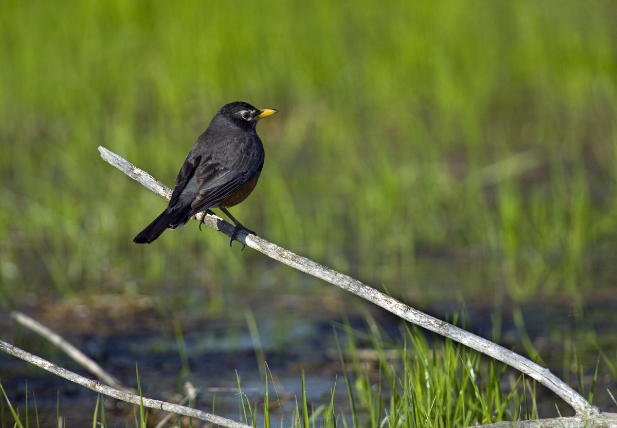 American Robin
