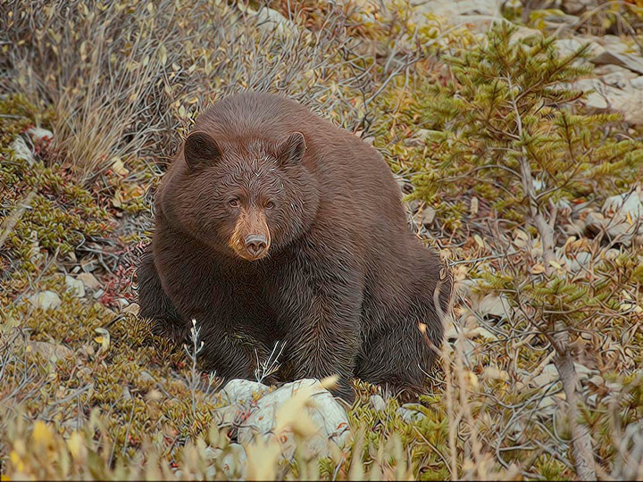 Black Bear