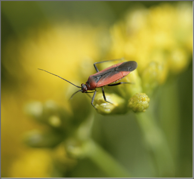 Just a bug