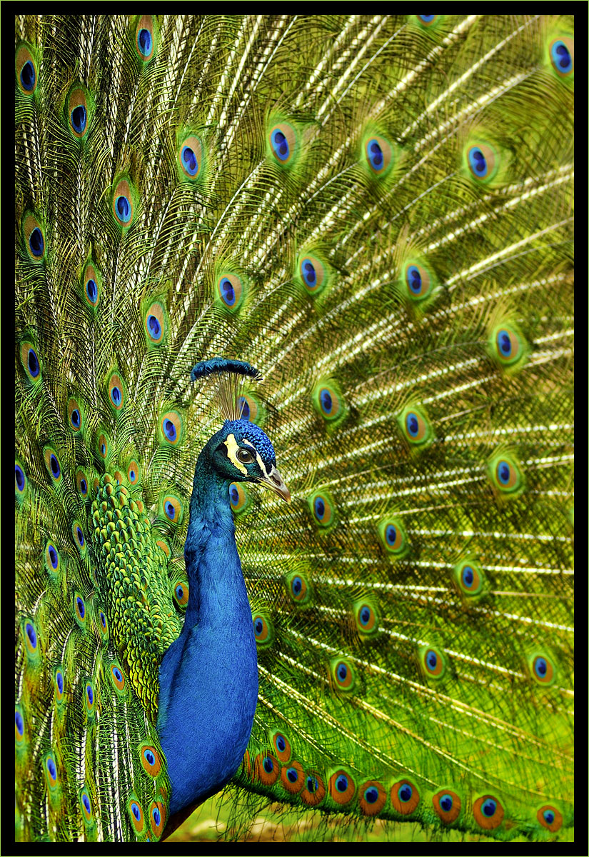 Peacock