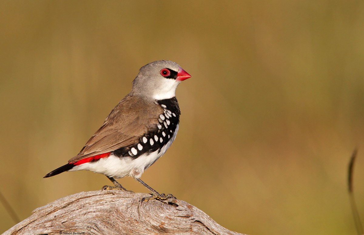Diamond Firetail
