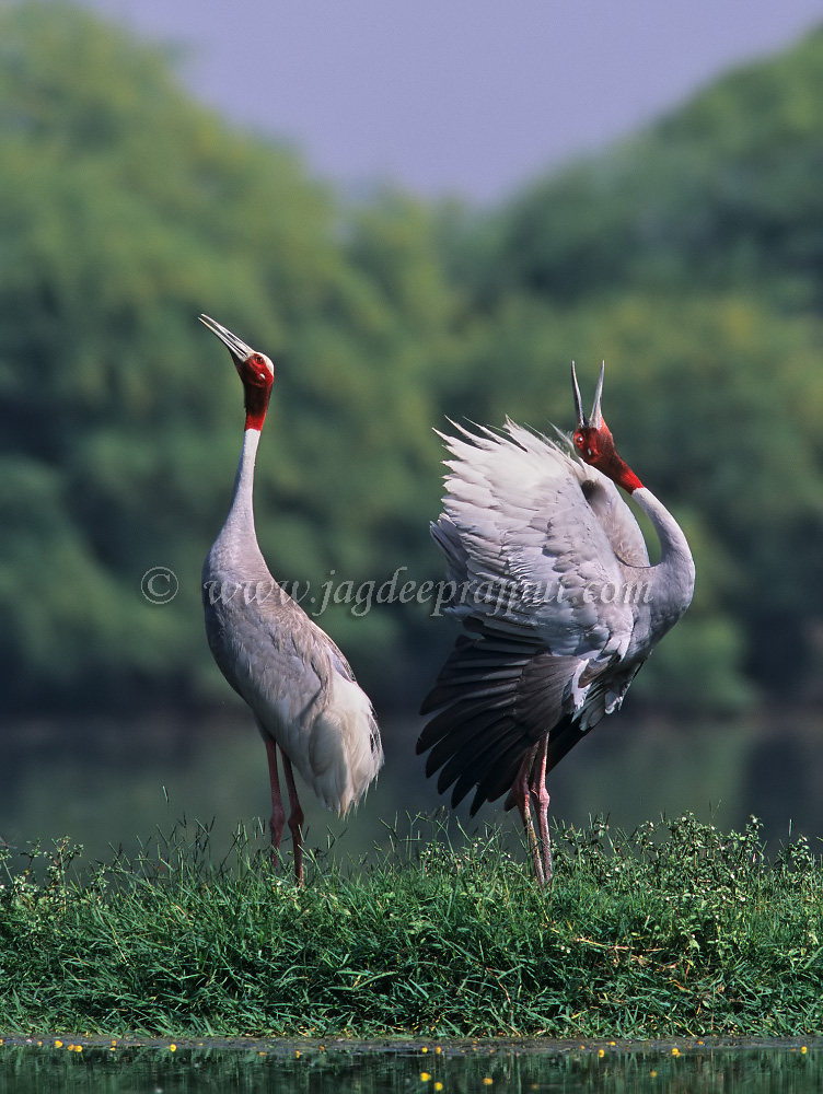 Indian Saras Crane