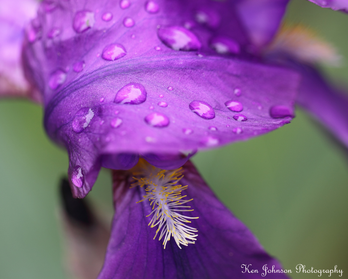 Rainy Day Iris
