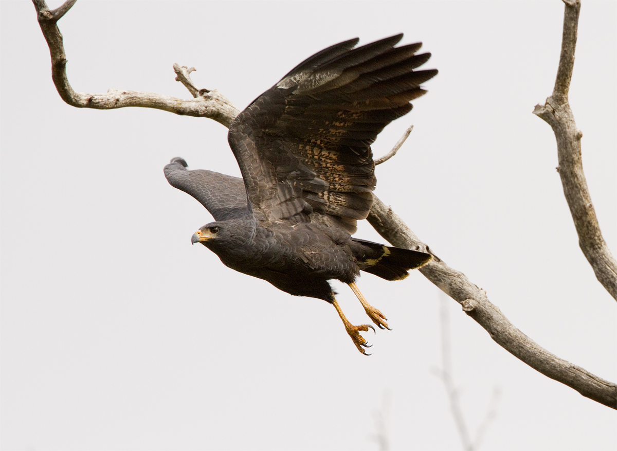 Black-Hawk w/REPOST