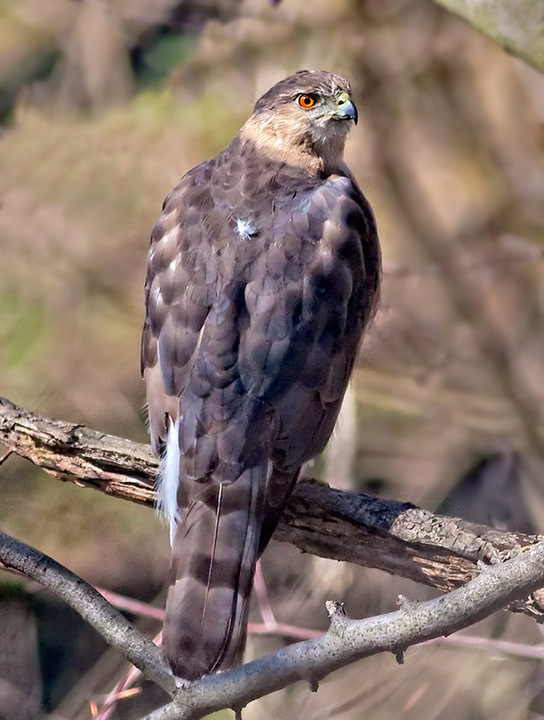 Female Cooper's Hawk