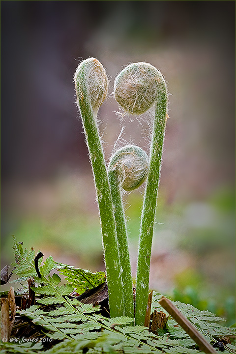 Renewal I