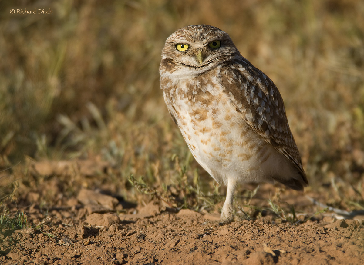 Burrowing Owl revisited