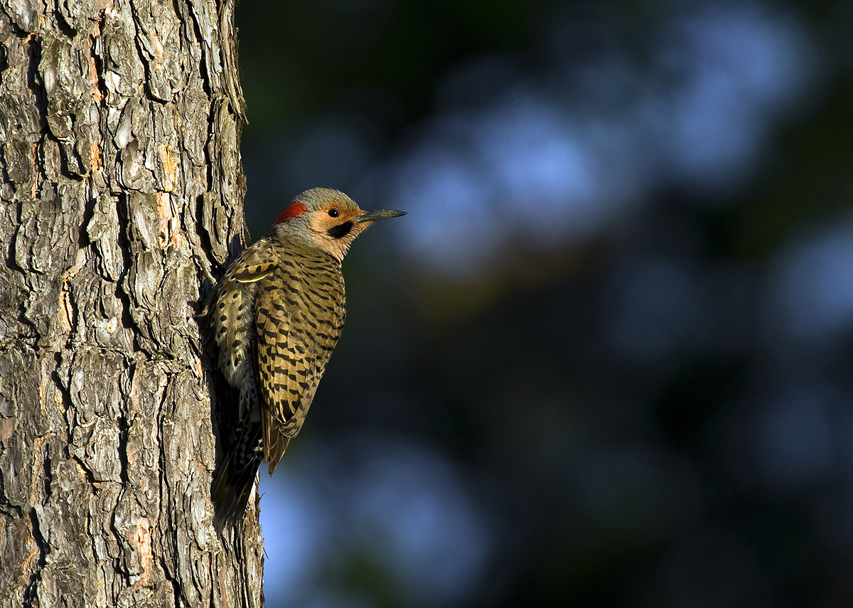 Northern Flicker