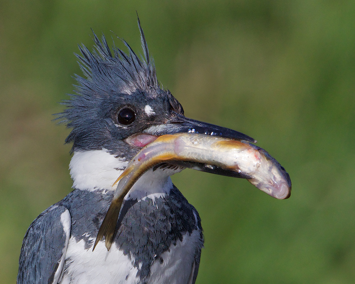  Kingfisher Portrait