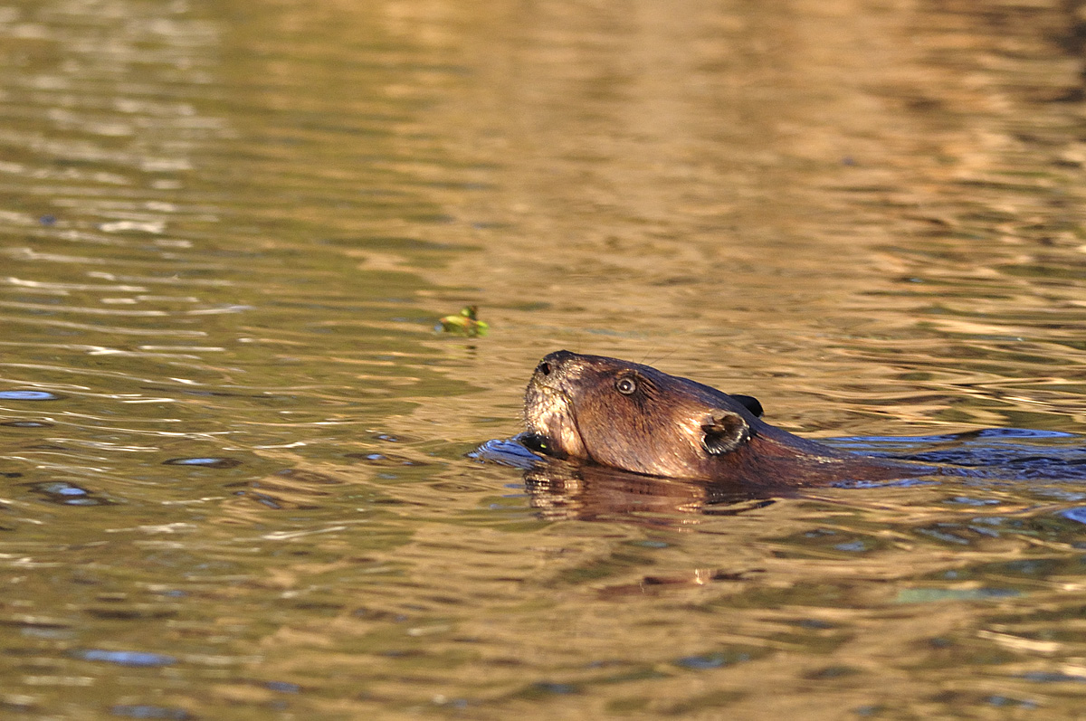 Relaxing Swim