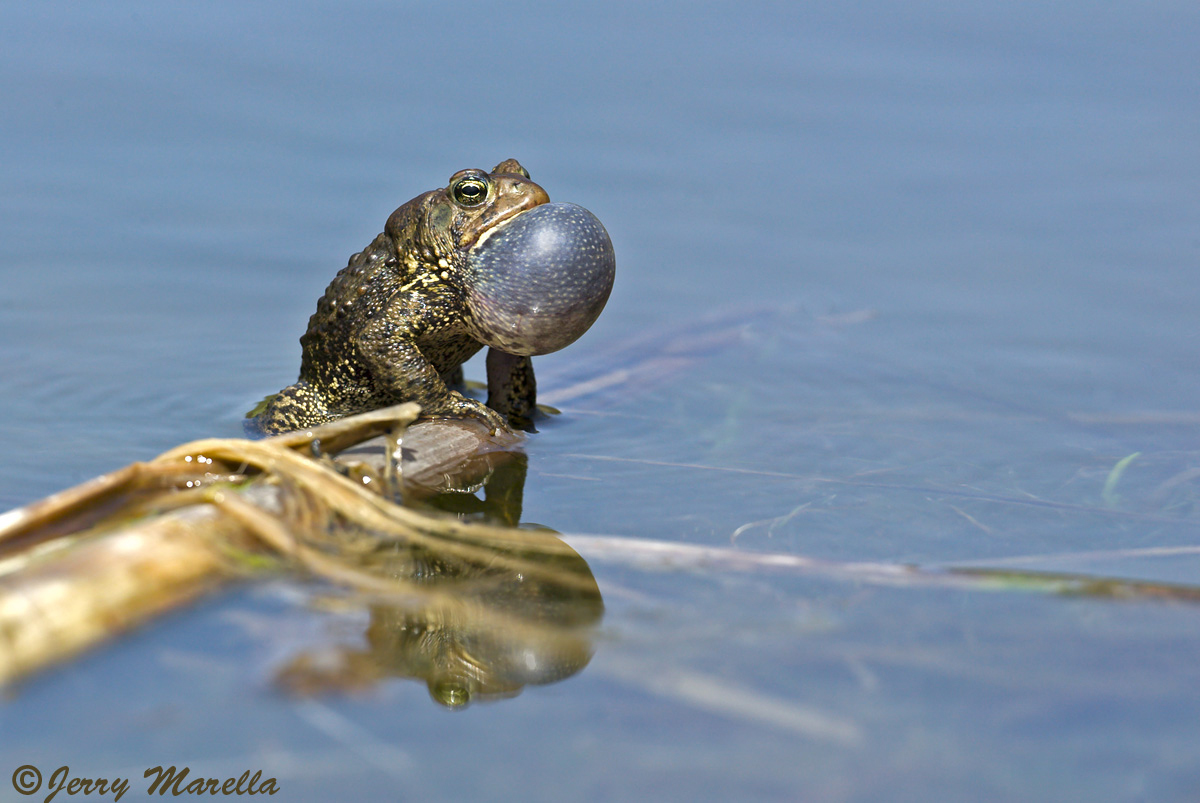 American Toad #2