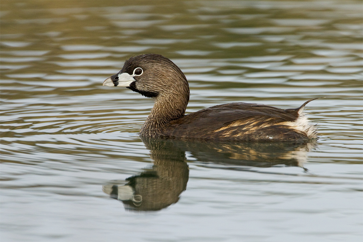 Pied-billed Grebe