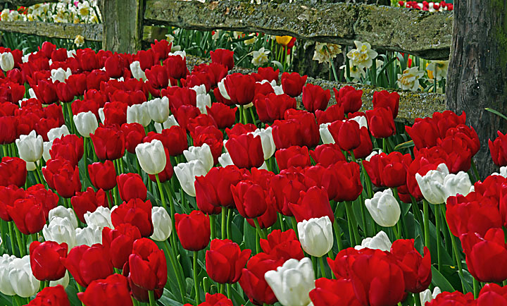 Red, White and..........
